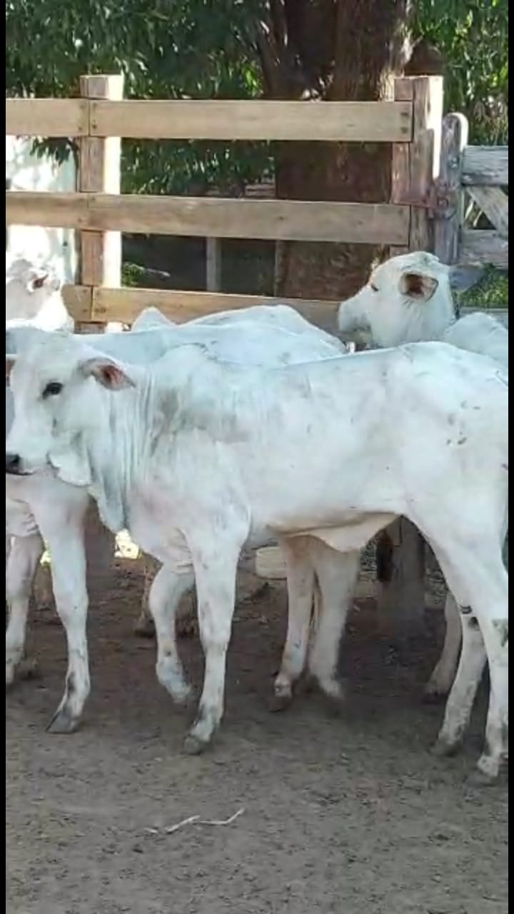 20E7B8F6-9D0C-4283-B3EF-0D74FBEE4913